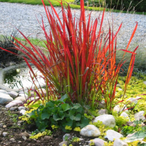 Императа цилиндрическая Red Baron