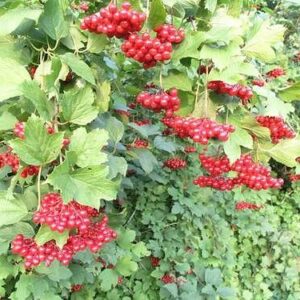 Калина обыкновенная Compactum