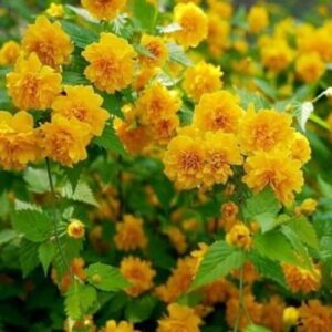 Керрия японская Kerria japonica