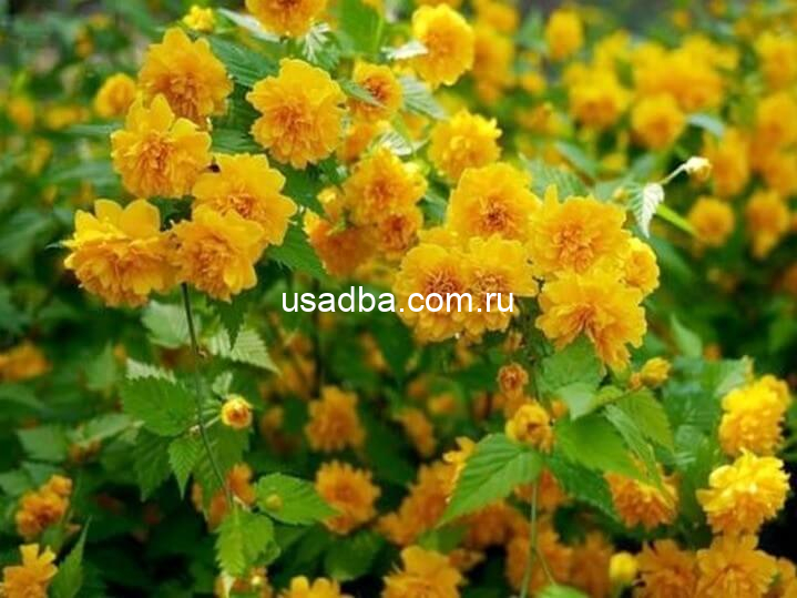 Керрия японская Kerria japonica