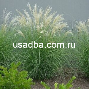 Мискантус китайский