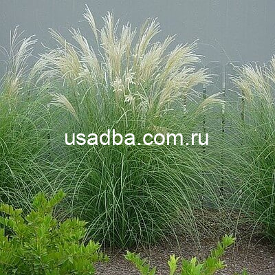 Мискантус китайский