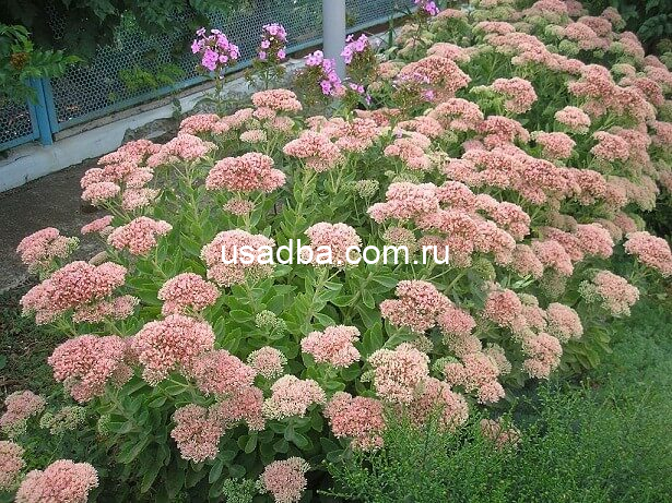 Очиток видный Brilliant