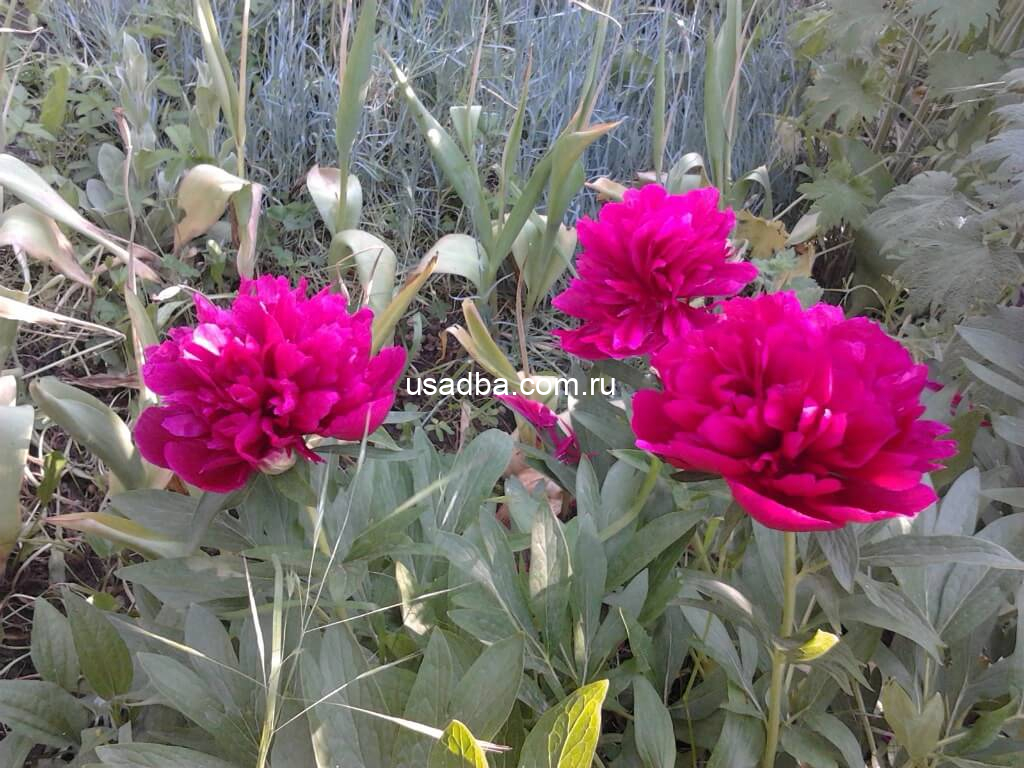 Пион красный