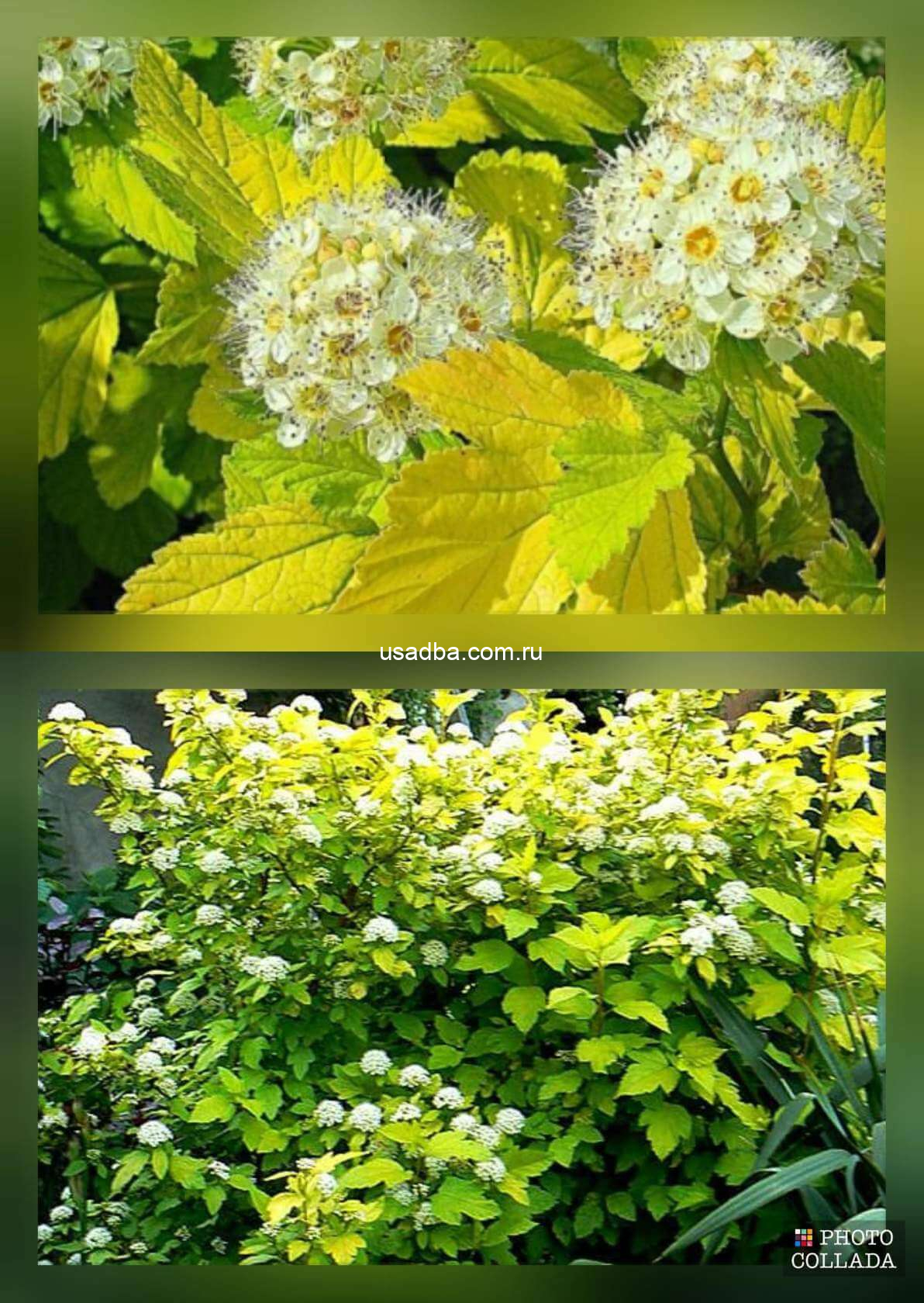 Пузыреплодник калинолистный Luteus