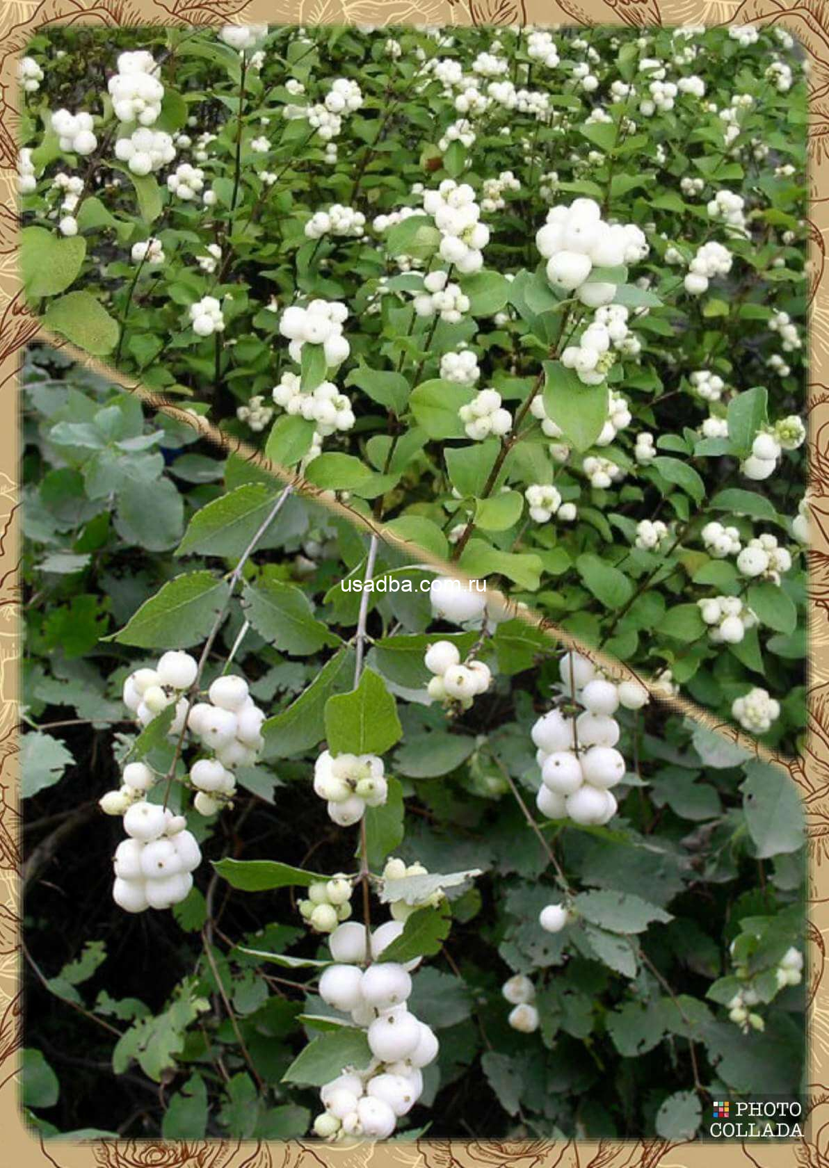 Снежноягодник белый Laevigatus