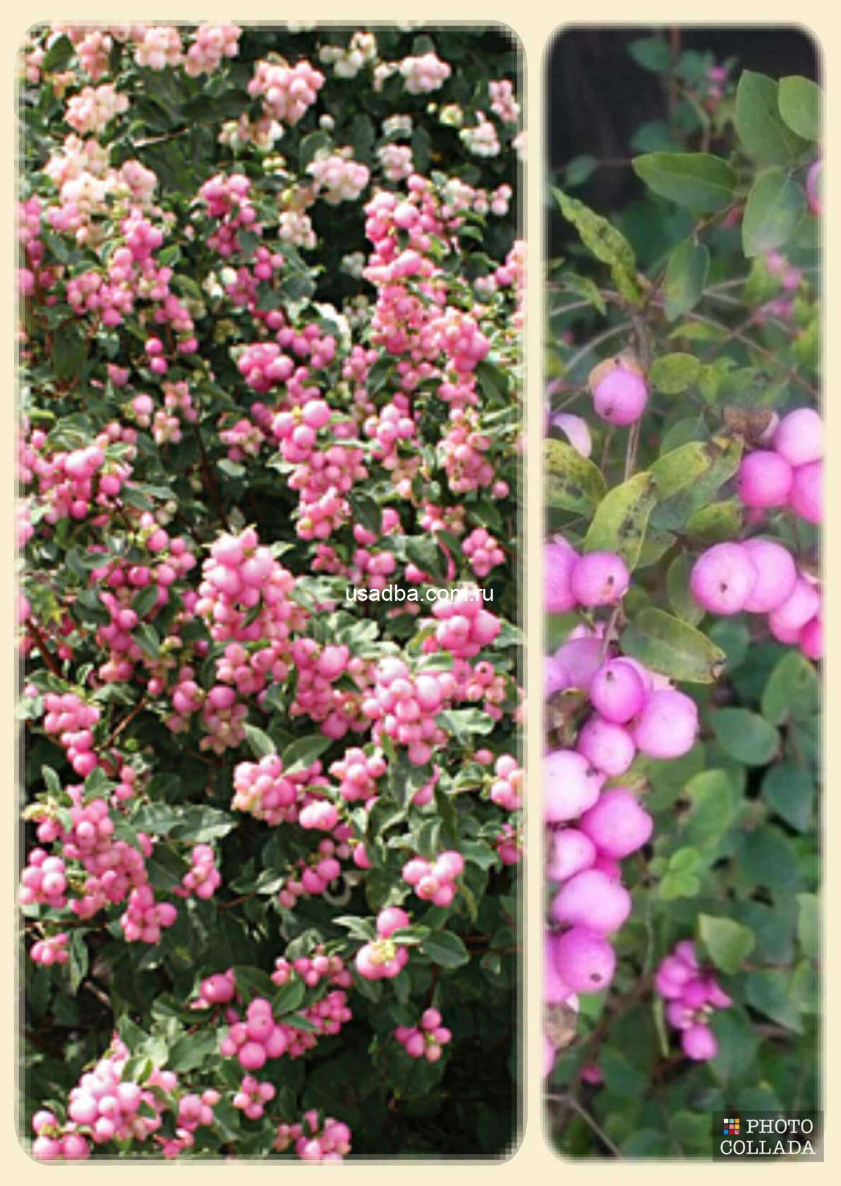 Снежноягодник розовый Amethyst