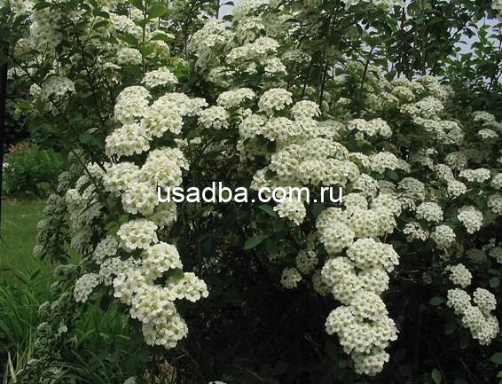 Спирея Вангутта