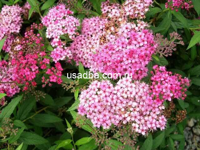 Спирея японская Pink & Gold