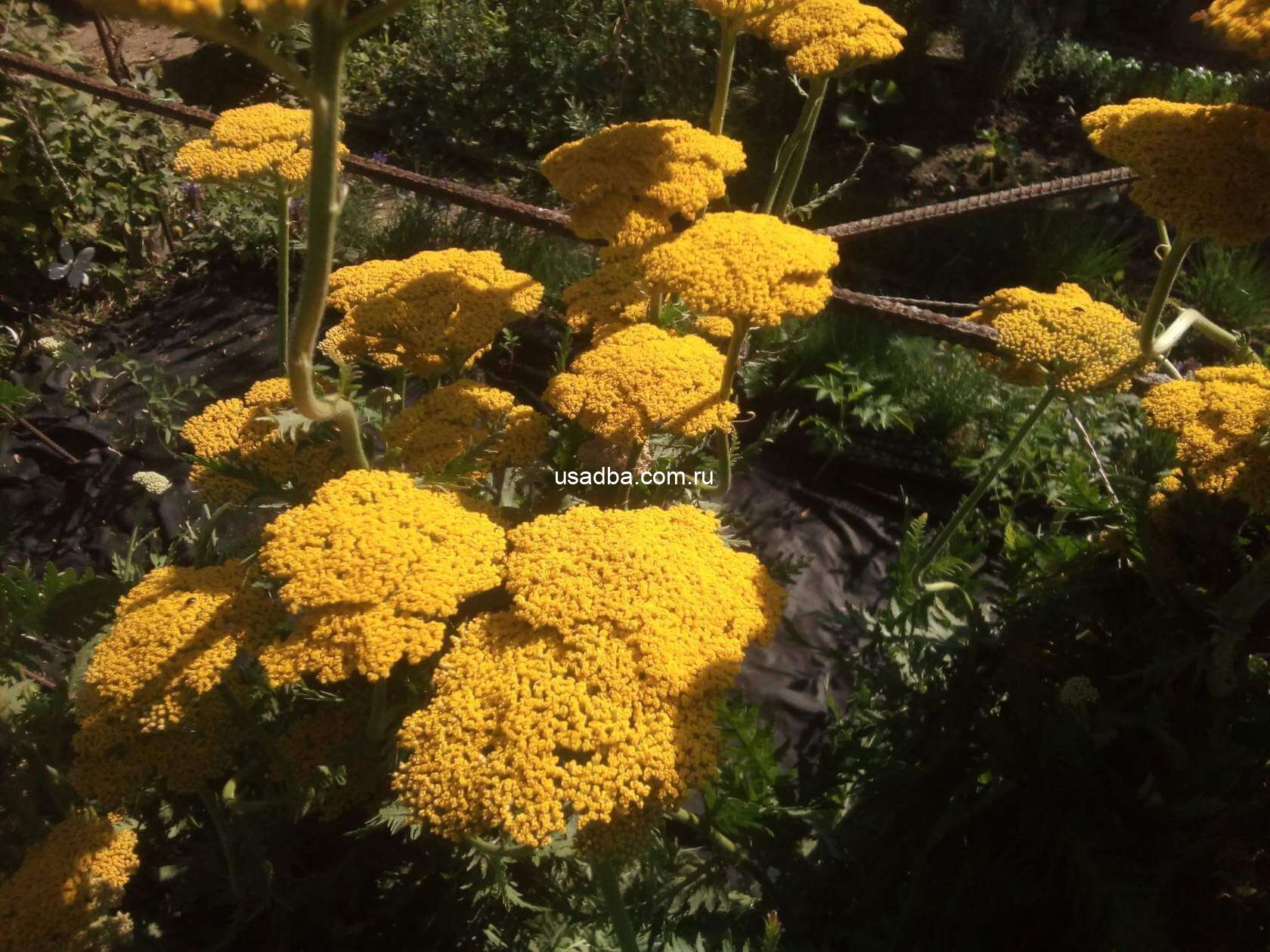 Тысячалистник Желтый