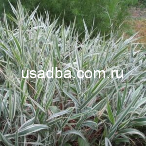 Фалярис Двукисточник
