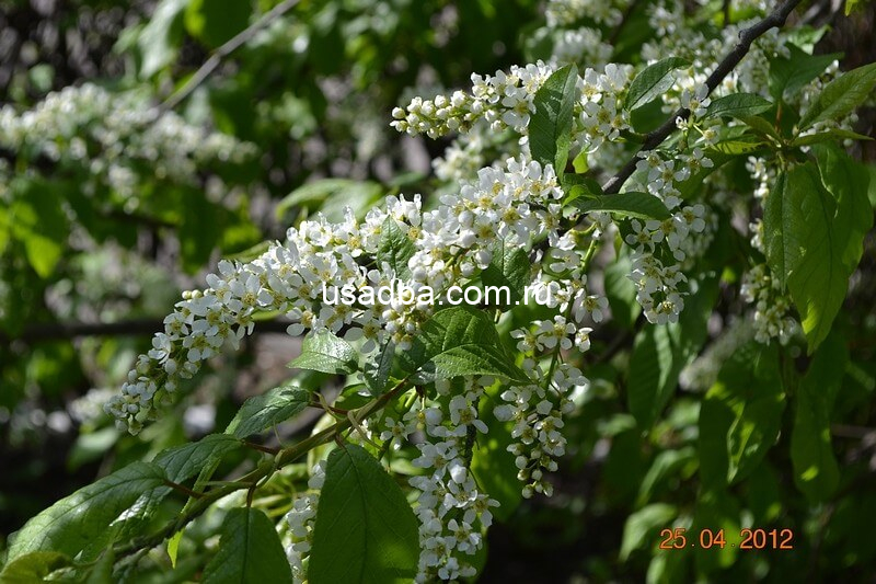 Черемуха обыкновенная