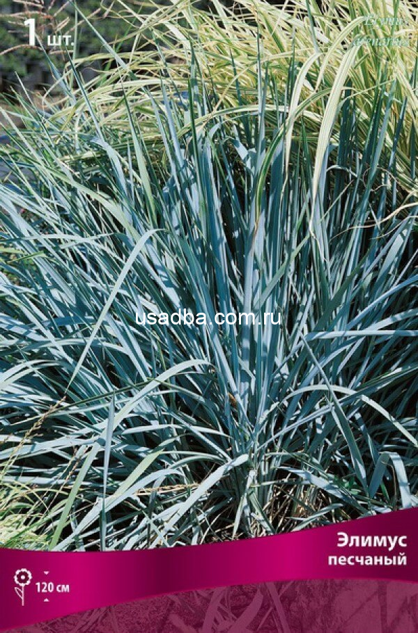 Элимус песчанник колосняк
