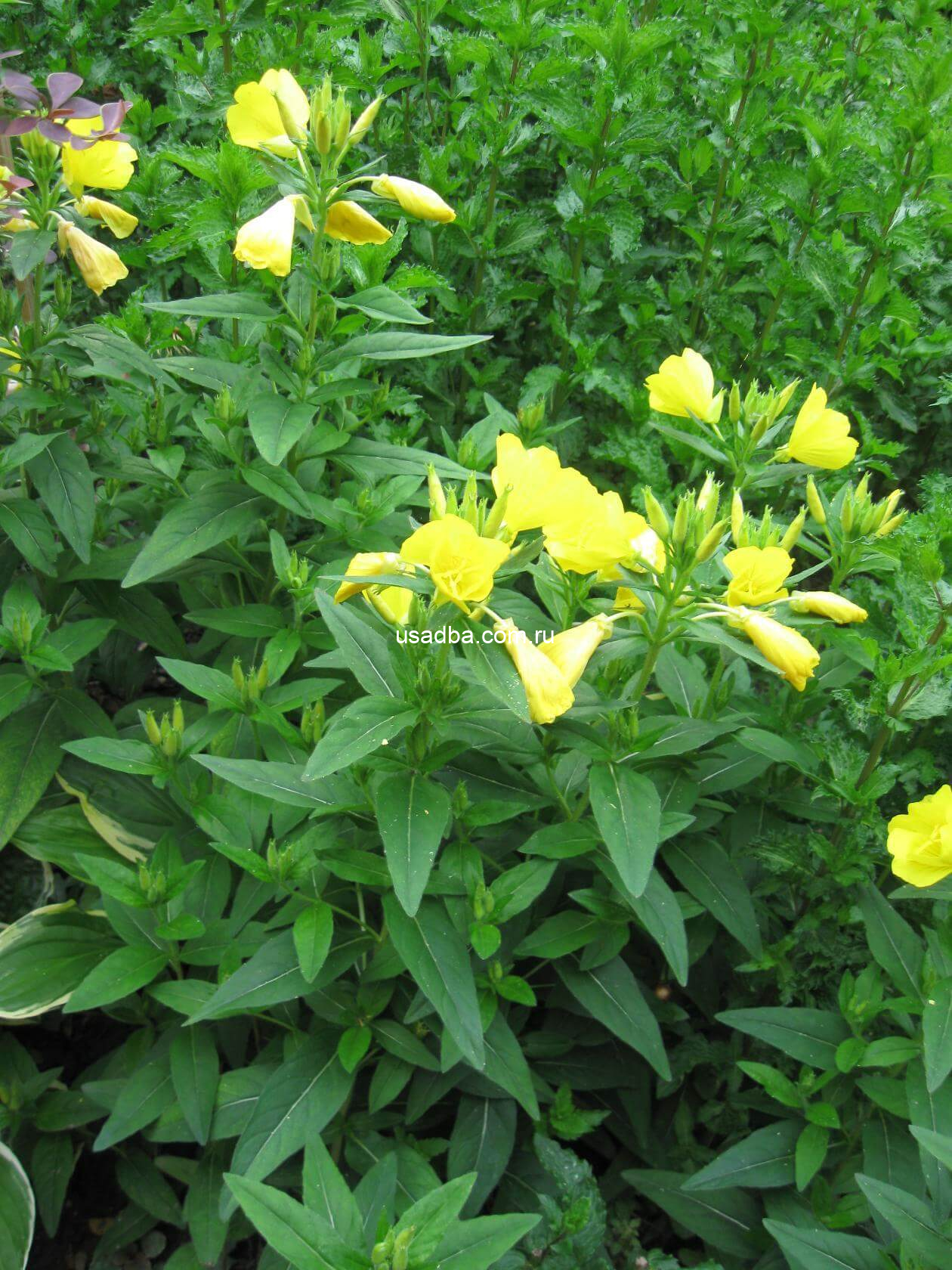 Энотера четырехугольная — изображение 2