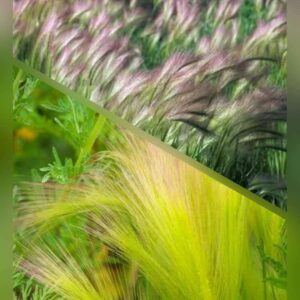 Ячмень гривастый Hordeum jubatum