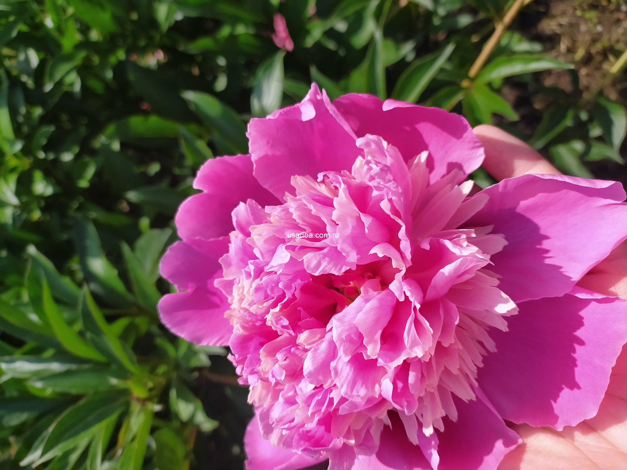 Пион розовый ароматный