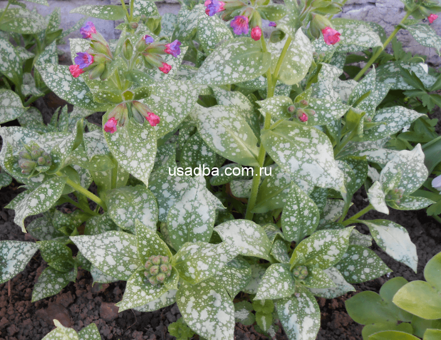 Медуница сахарная Mrs Moon