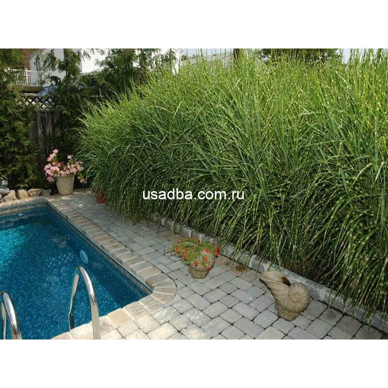 Мискантус китайский Zebrinus — изображение 2