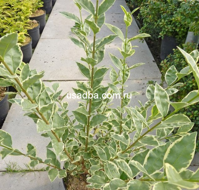 Бирючина овальнолистная