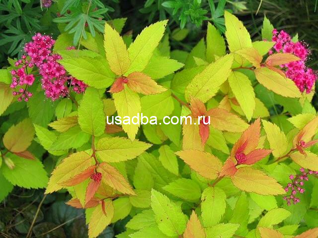 Спирея японская Pink & Gold — изображение 2