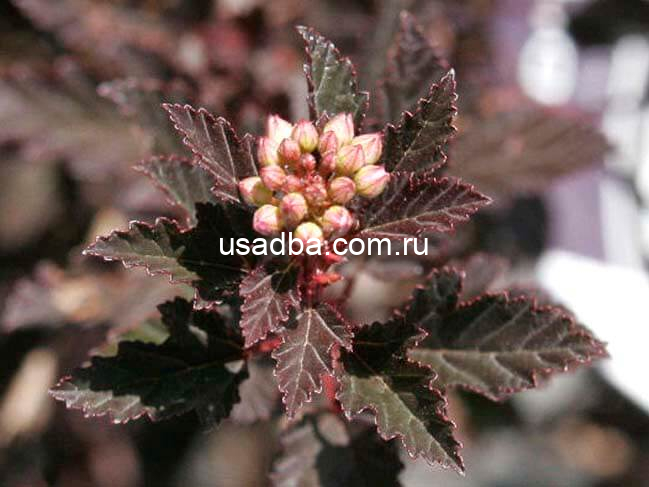 Пузыреплодник калинолистный Lady in Red — изображение 2