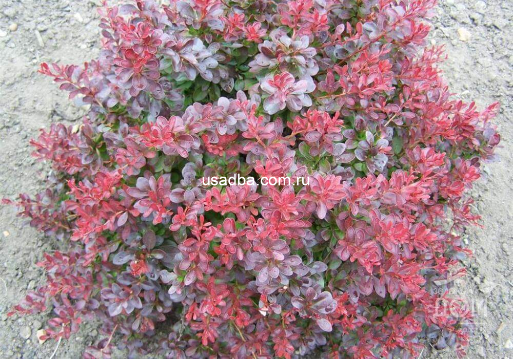 Барбарис Тунберга Atropurpurea — изображение 2