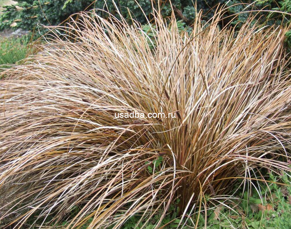 Осока косматая Milk Chocolate