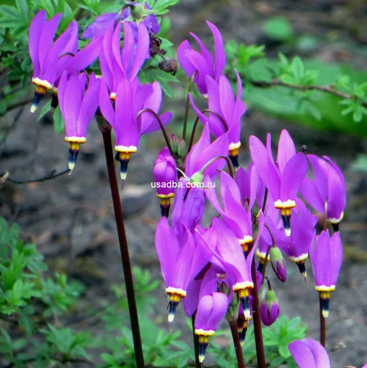 Додекатеон обыкновенный