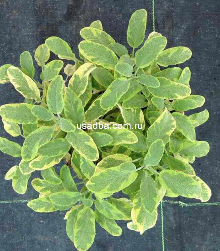 Шалфей лекарственный Иктерина желто - пестрый — изображение 2