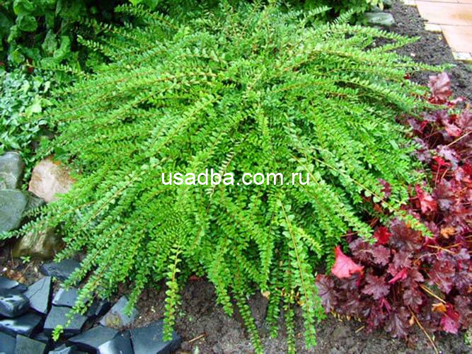 Жимолость шапочная лиственный вечнозелёный