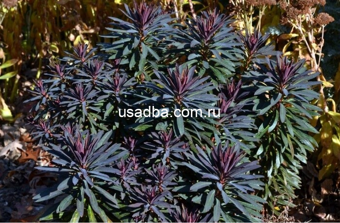 Молочай миндалевидный Ruby — изображение 2