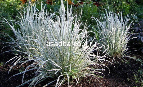 Райграс луковичный Variegatum