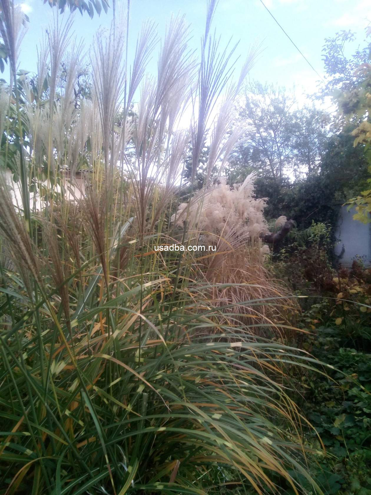 Мискантус китайский Zebrinus — изображение 3