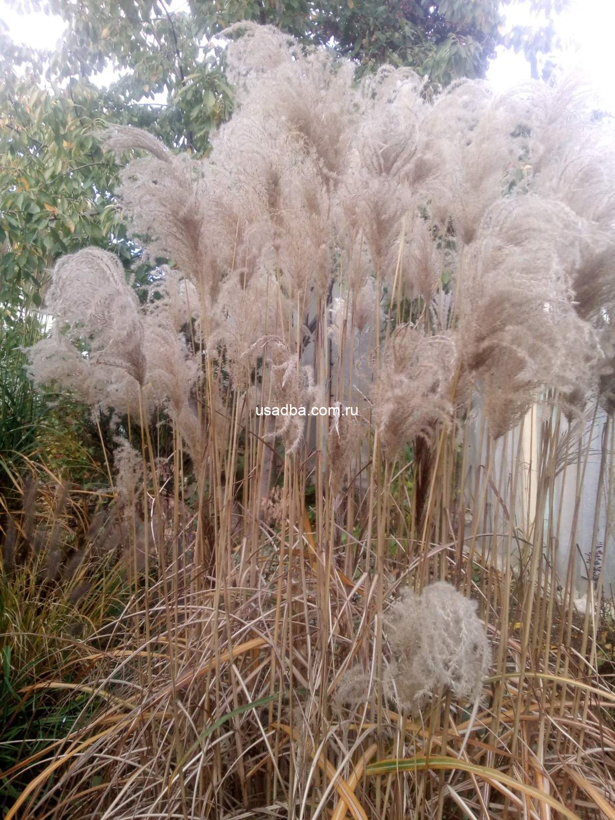 Мискантус китайский Silberfeder — изображение 2