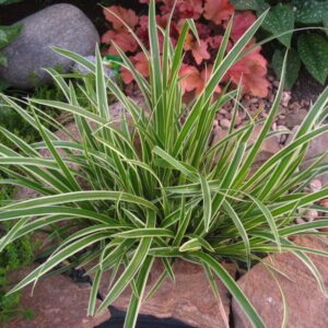 Осока Моррови Variegata