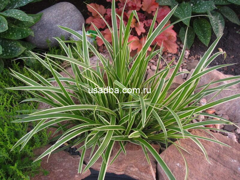 Осока Моррови Variegata