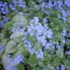 Бруннерра Brunnera Незабудочник