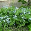 Бруннерра Brunnera Незабудочник — изображение 2