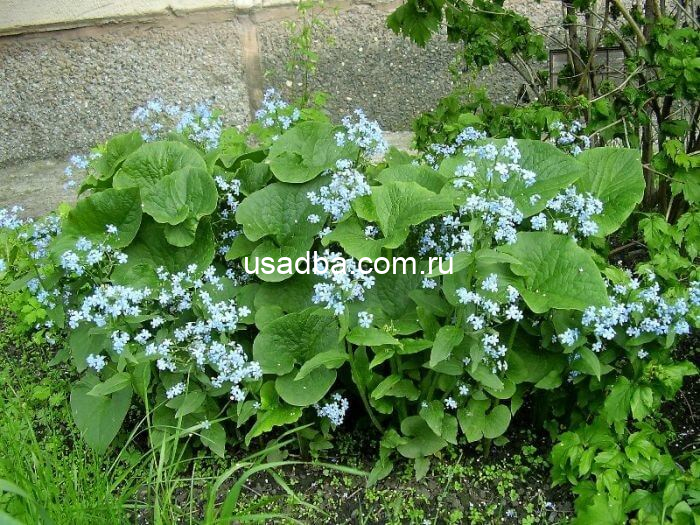 Бруннерра Brunnera Незабудочник — изображение 2