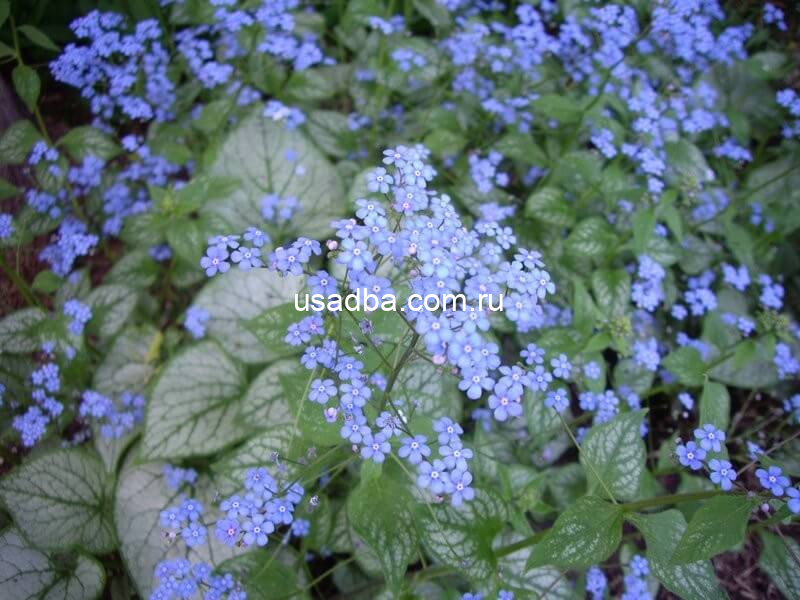 Бруннерра Brunnera Незабудочник