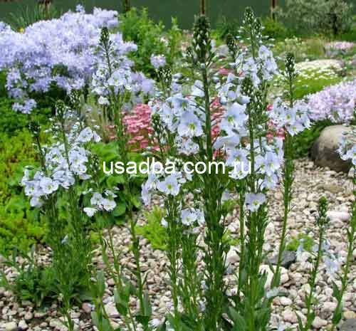 Вероника горечавковая Veronica gentianoides