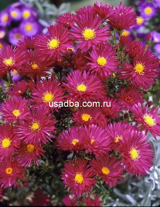 Астра кустарниковая