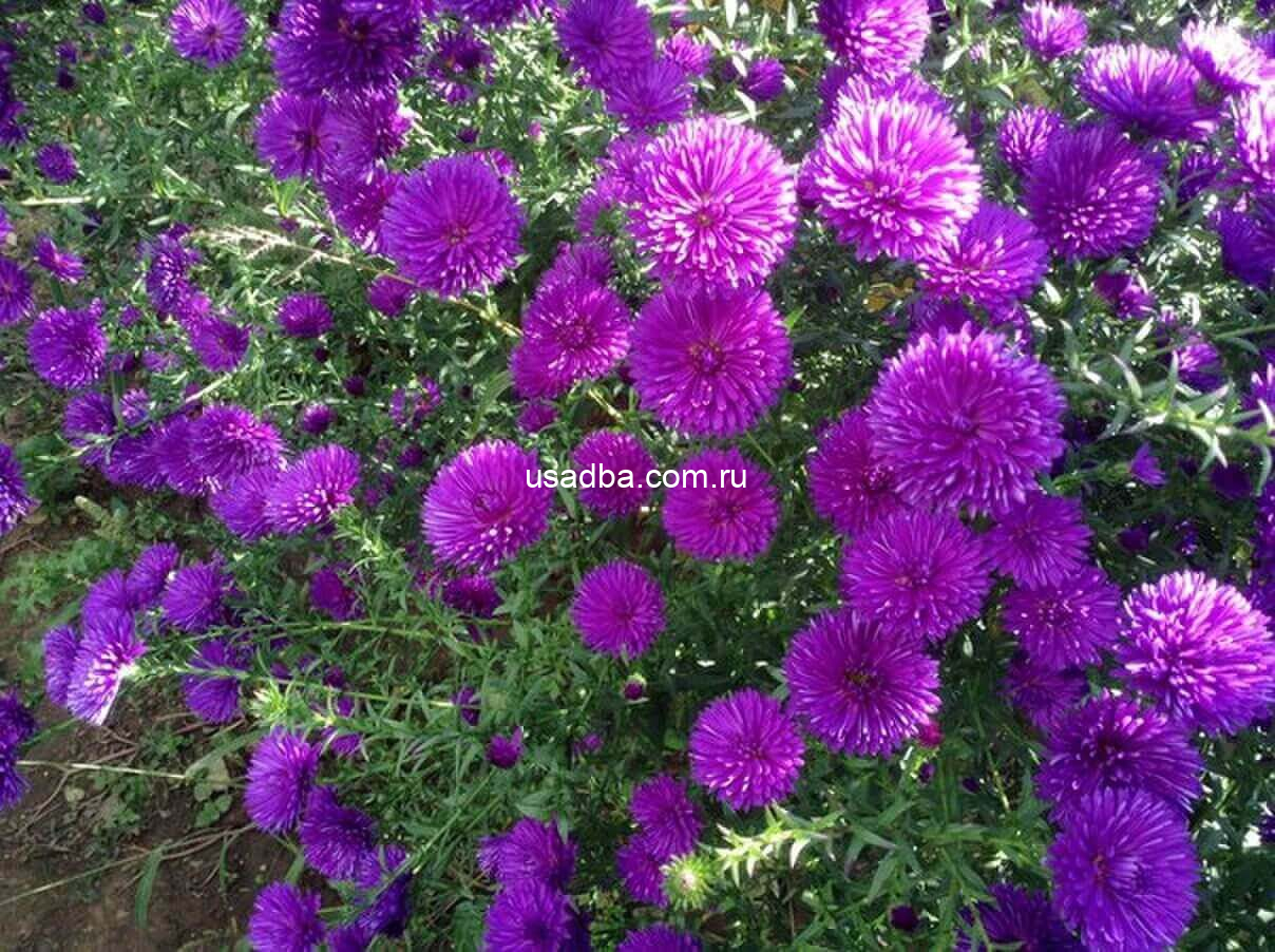 Астра махровая фиолетовая
