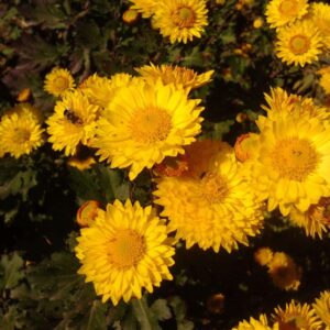 Хризантема веточная Солнышко