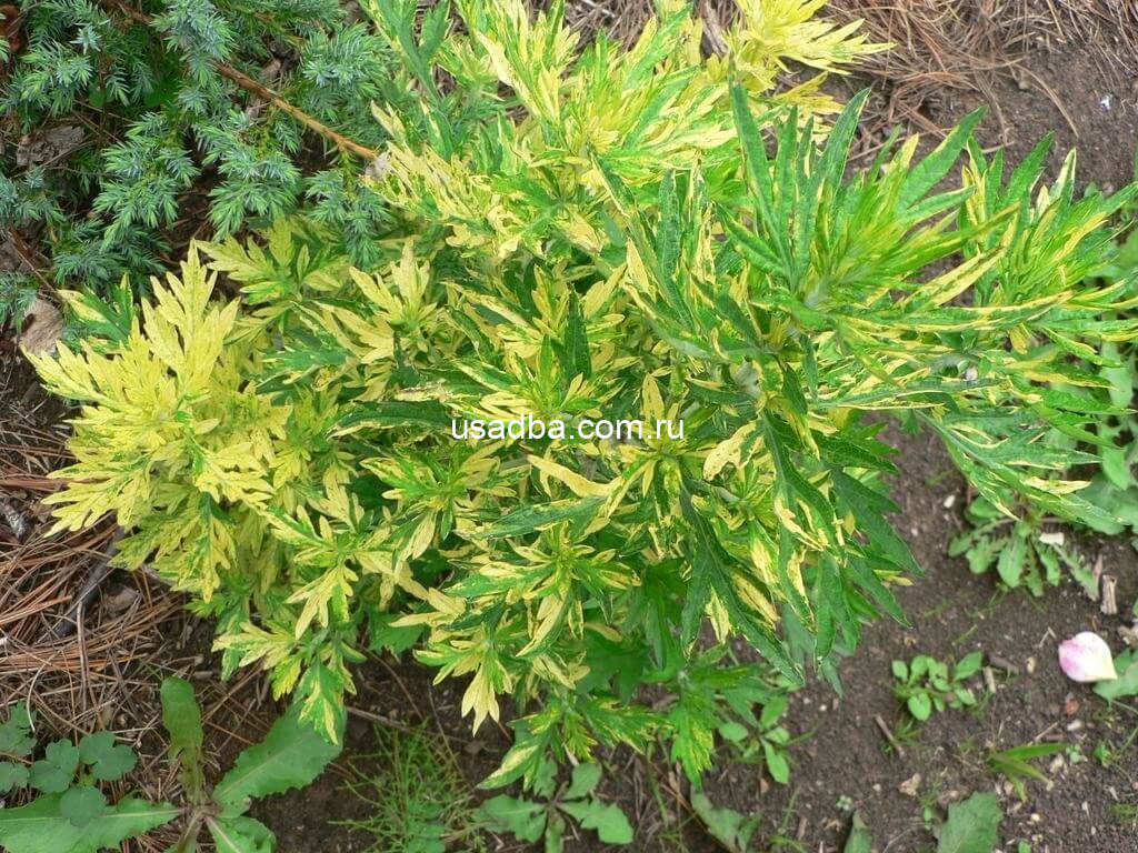 Полынь обыкновенная Вариегата