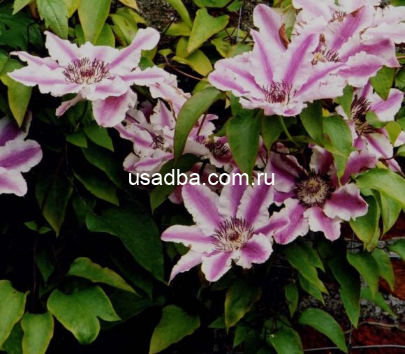 Клематис Капитан Туллекс Capitaine Thuilleaux