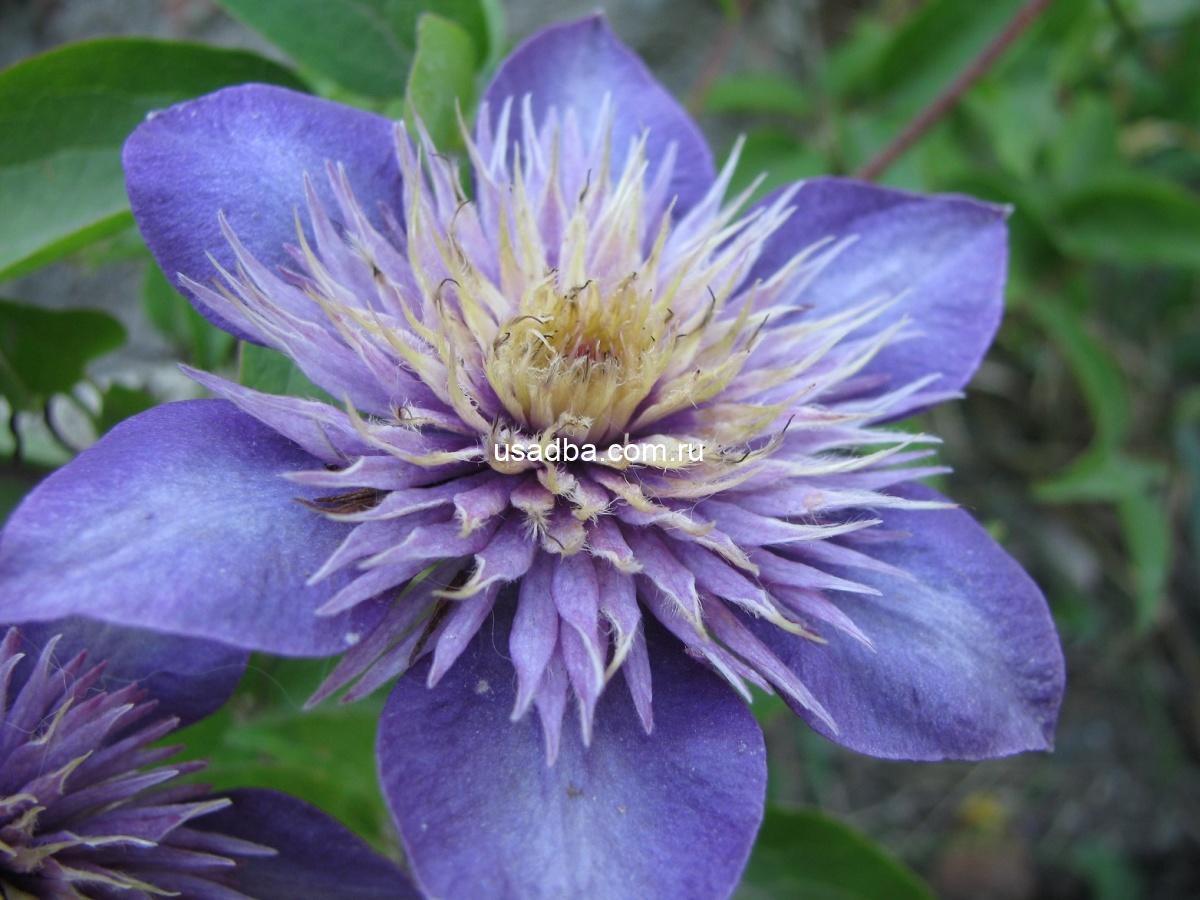 Клематис Мульти Блю Multi Blue — изображение 2