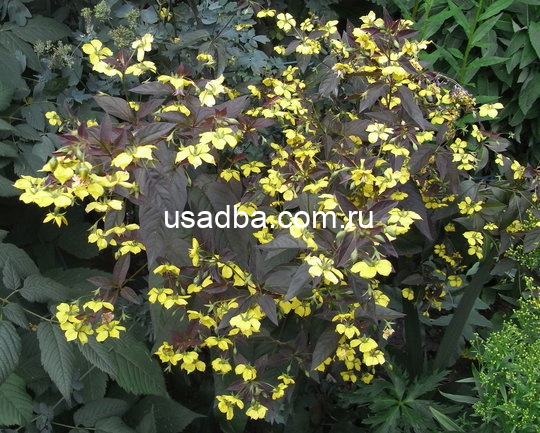 Вербейник пурпурный — изображение 2