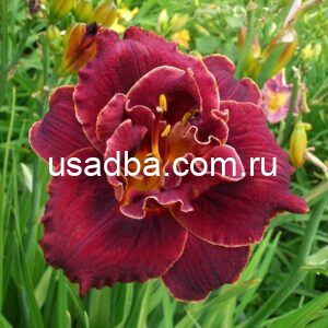 Лилейник Найт Эмберс