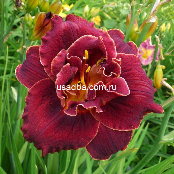 Лилейник Найт Эмберс